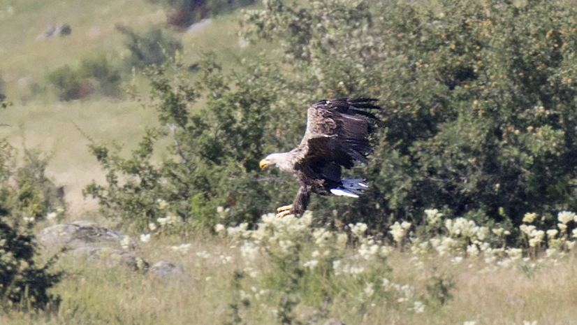 Akkuyruklu kartal