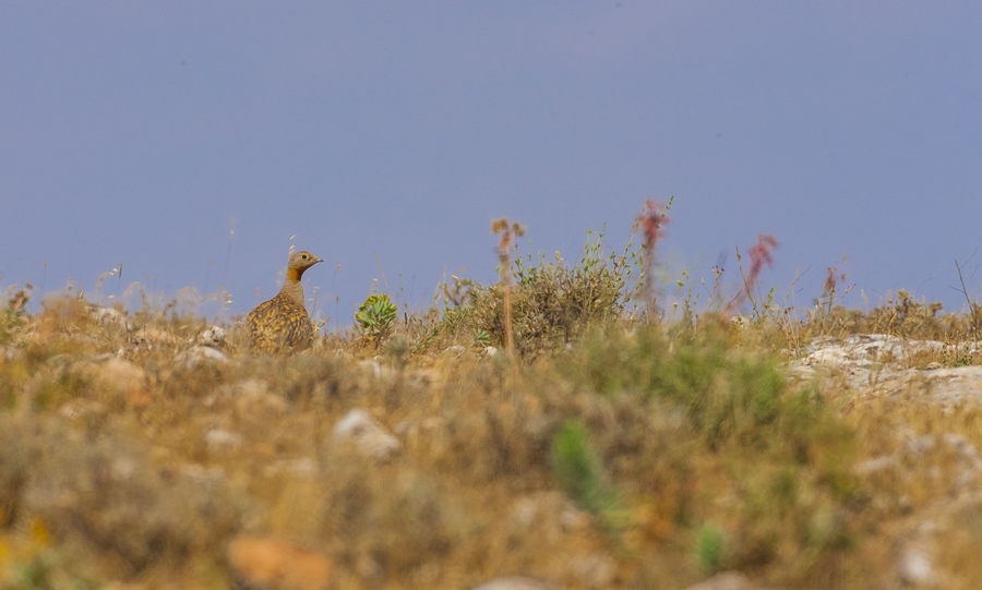 Bağırtlak