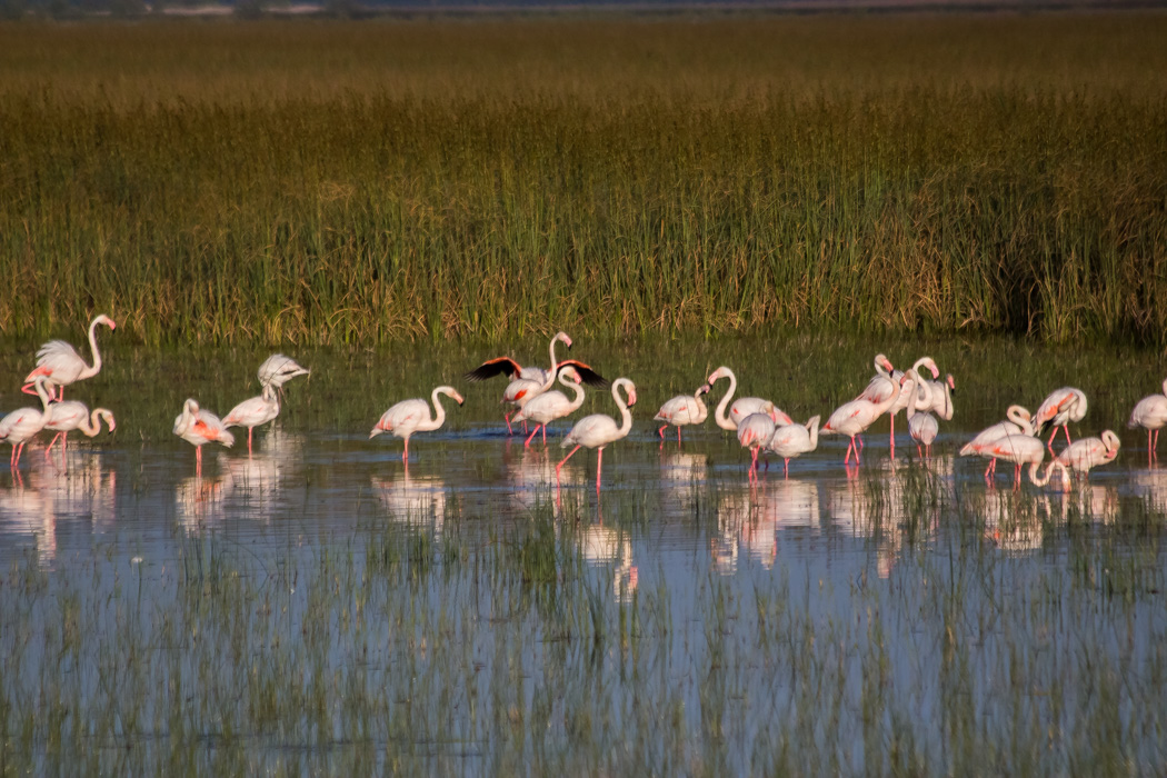 Flamingo