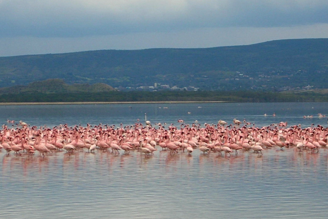 Küçük flamingo