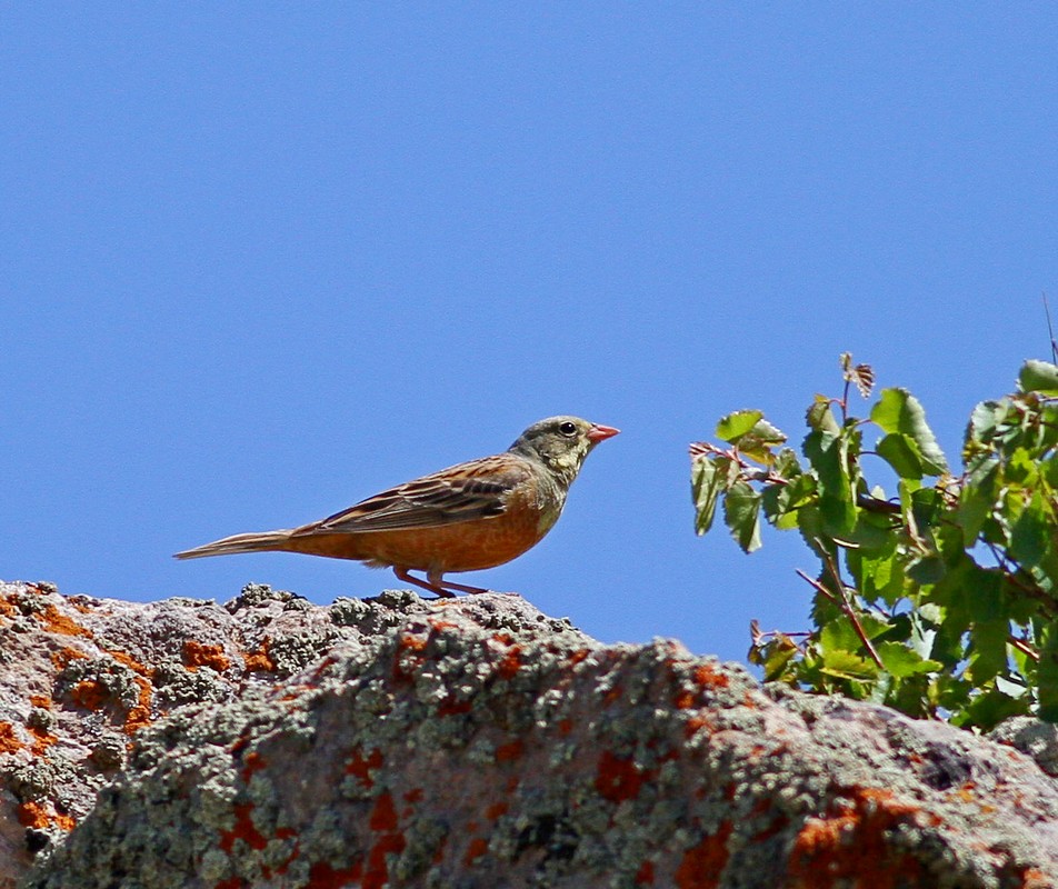 Kirazkuşu