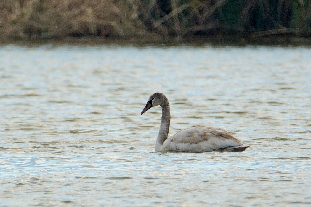 Kuğu