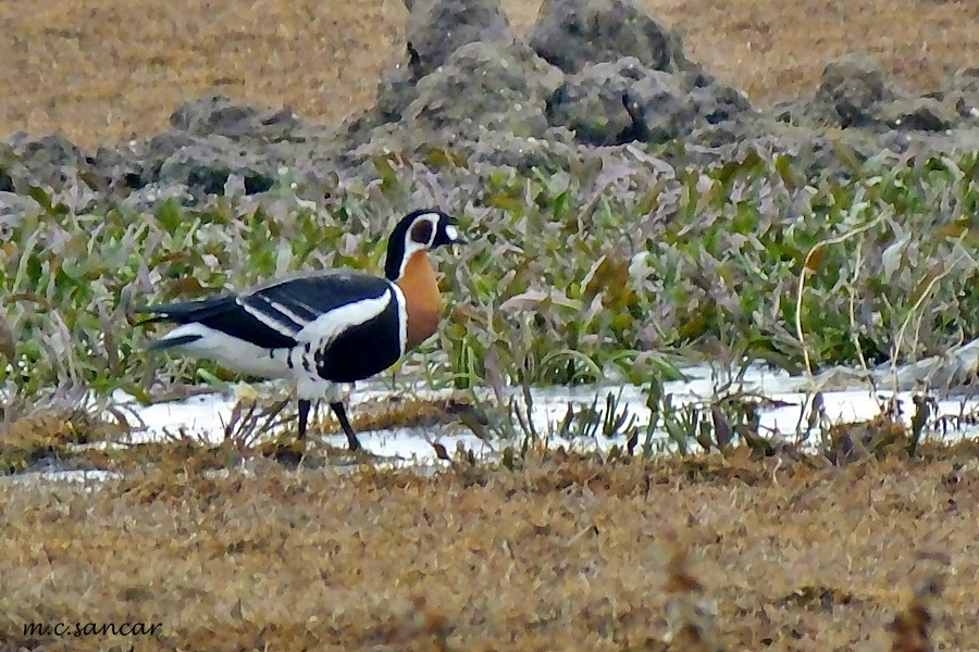 Sibirya kazı