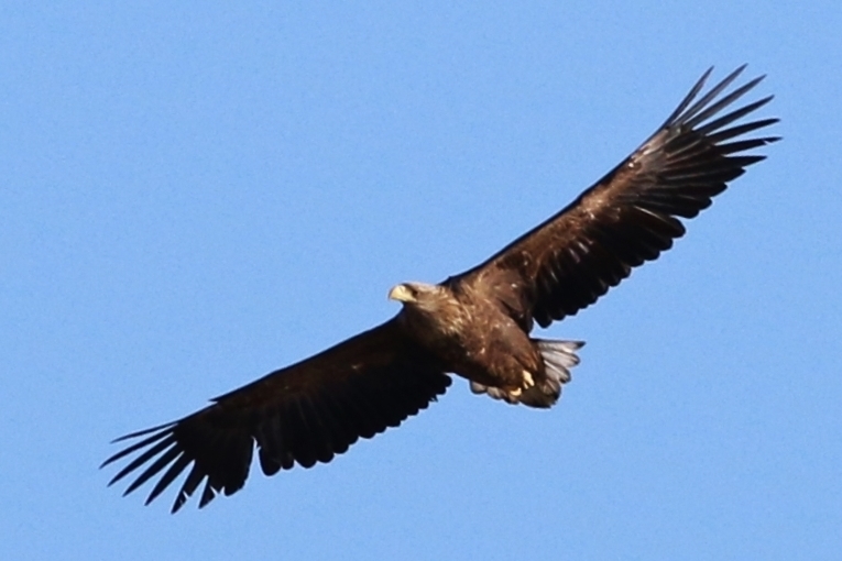 Akkuyruklu kartal