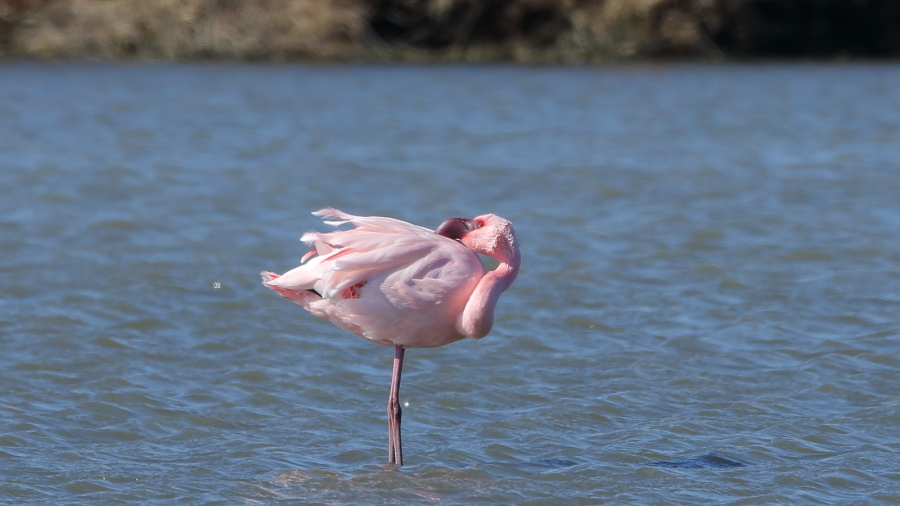 Küçük flamingo