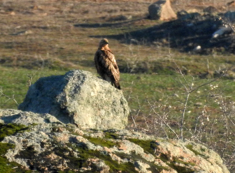 Şah kartal