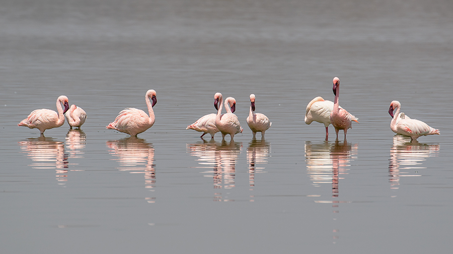 Küçük flamingo