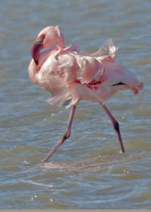 Küçük flamingo