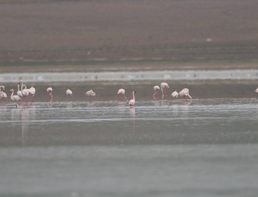 Küçük flamingo