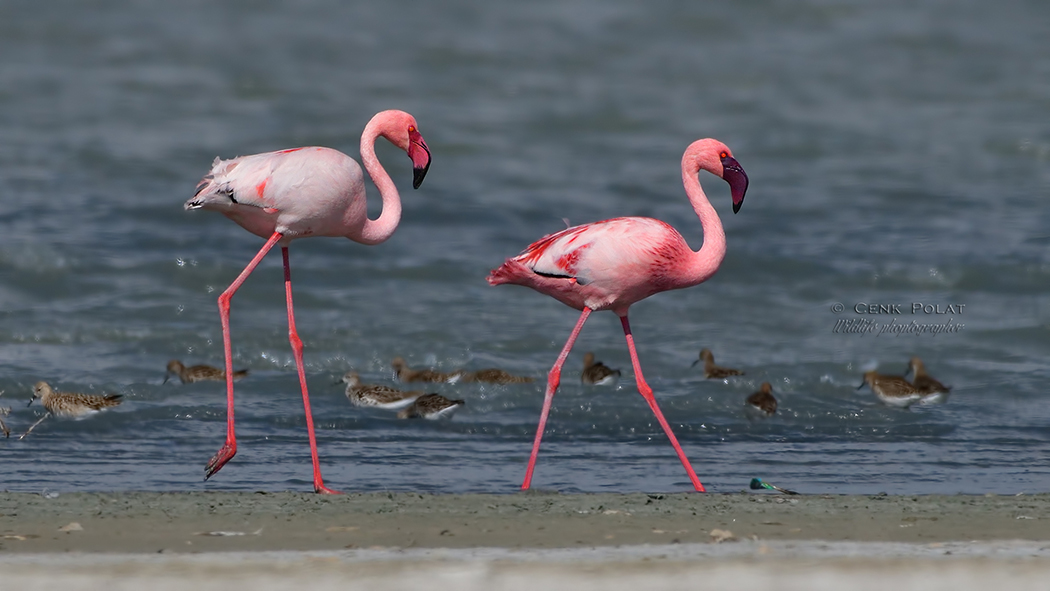 Küçük flamingo