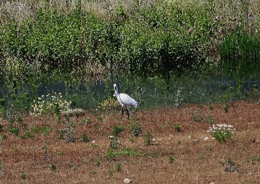 Kaşıkçı