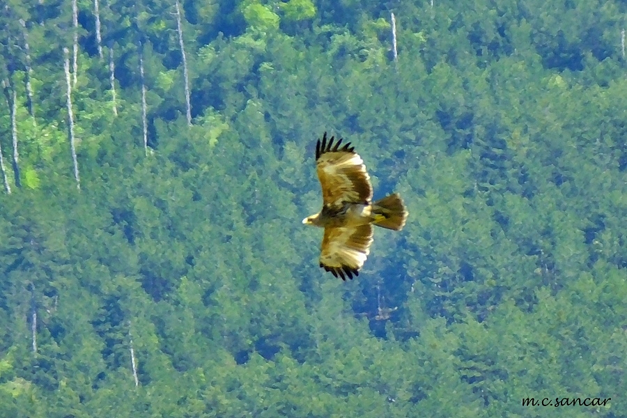 Şah kartal