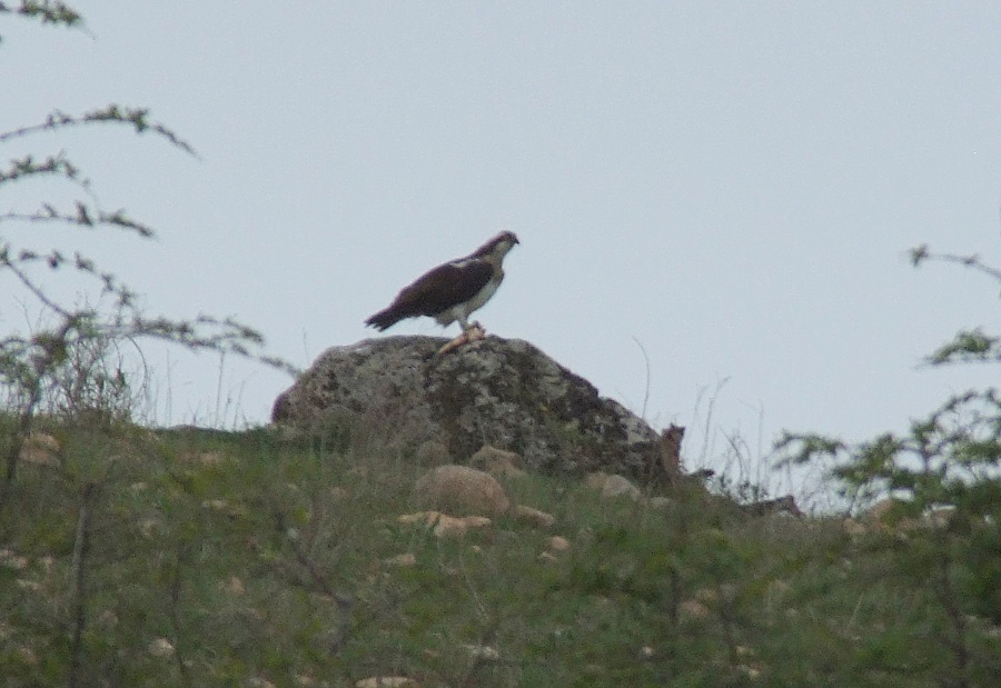 Balık kartalı