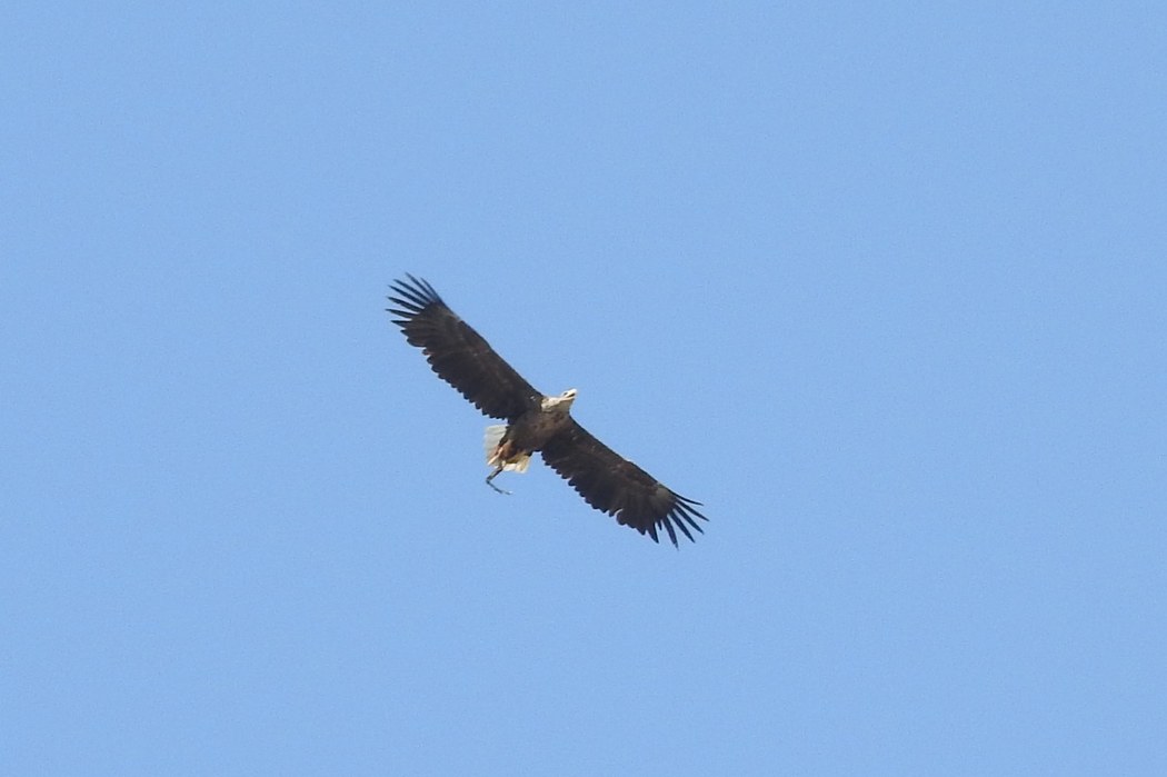 Akkuyruklu kartal