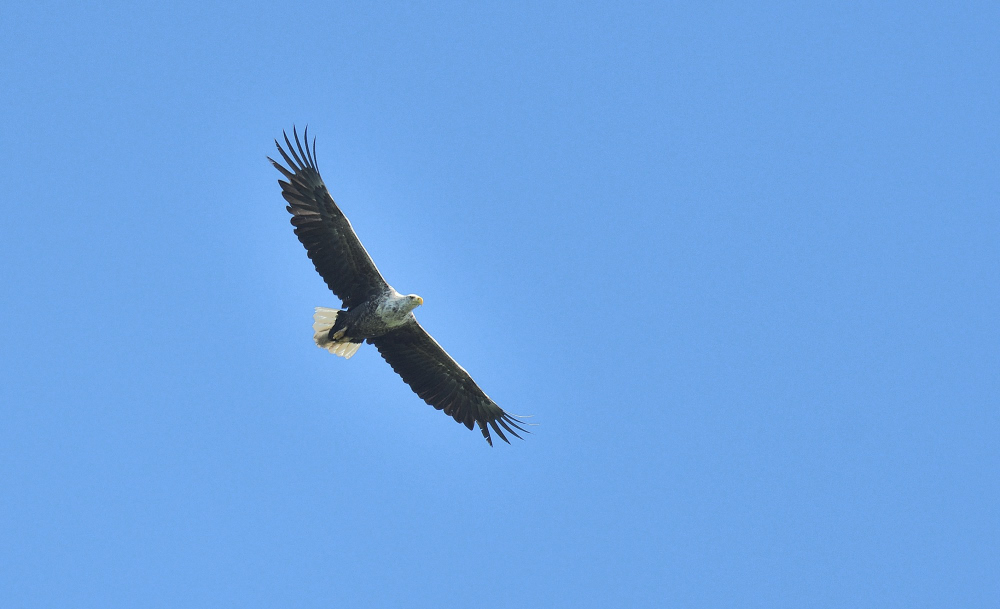 Akkuyruklu kartal