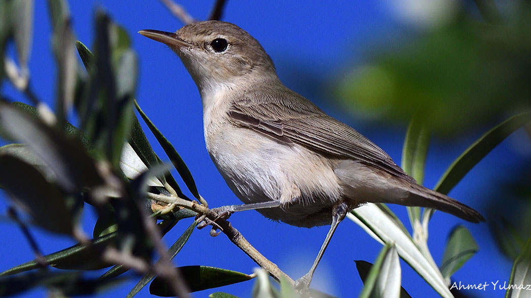 Zeytin mukallidi