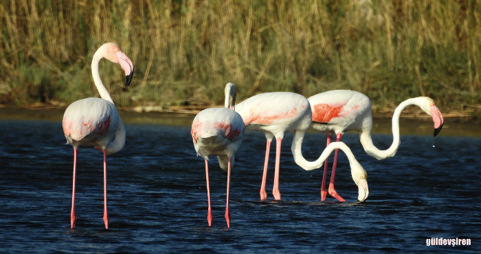 Flamingo