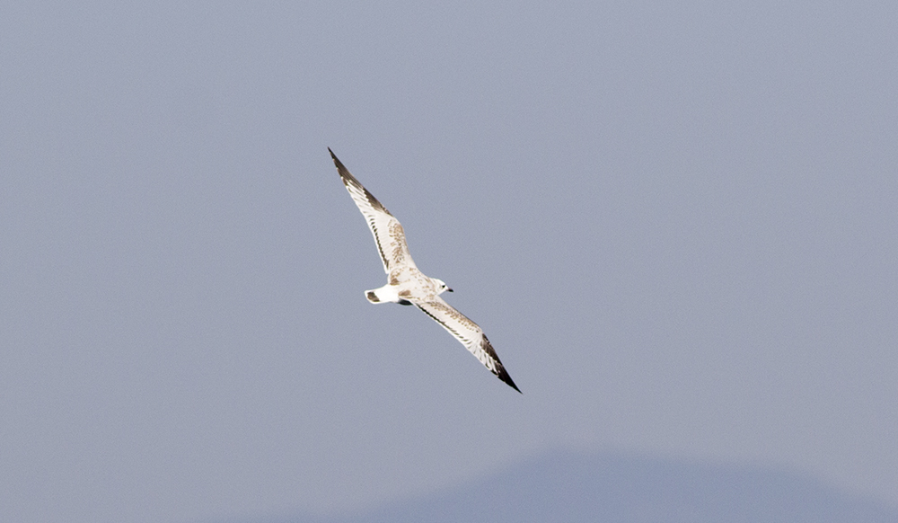 Akdeniz martısı