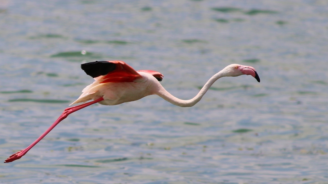 Flamingo