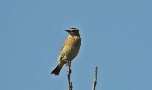 Çayır taşkuşu