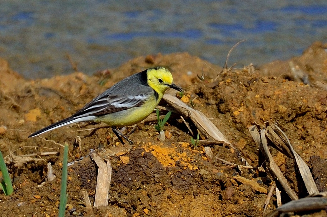 Sarıbaşlı kuyruksallayan