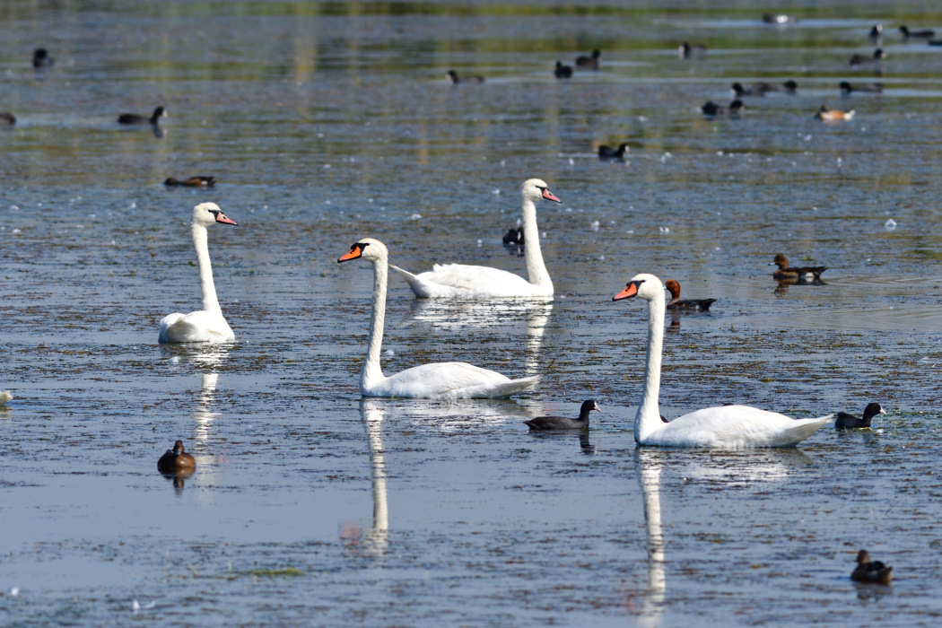 Kuğu