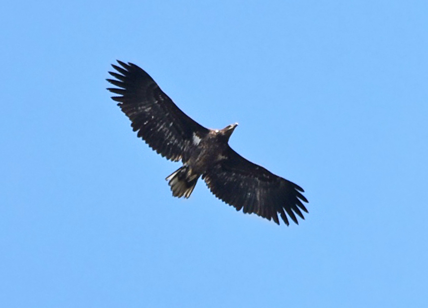 Akkuyruklu kartal