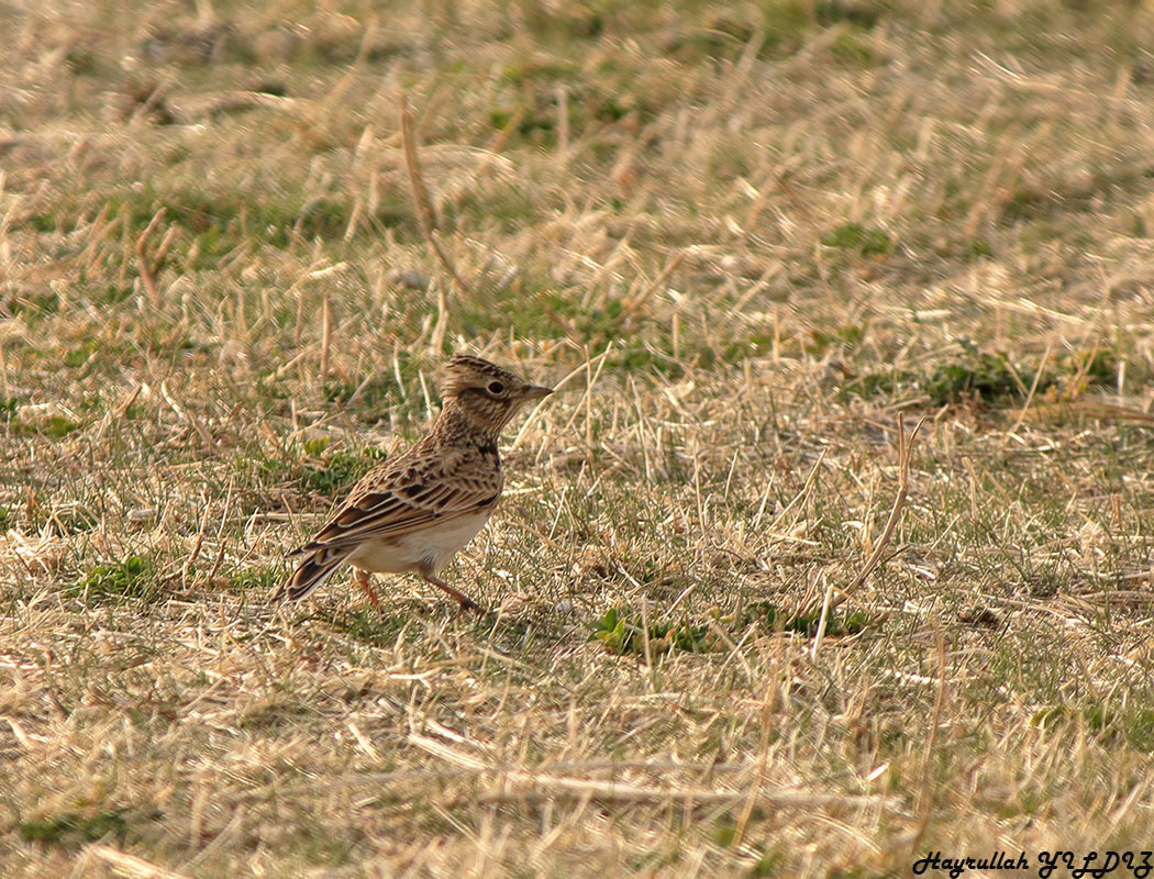 Tarlakuşu