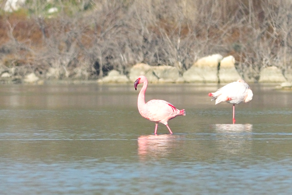 Küçük flamingo