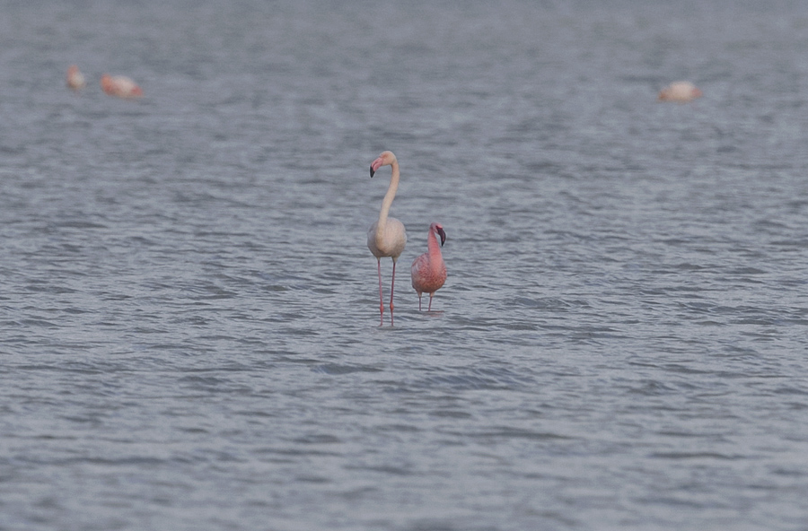 Küçük flamingo