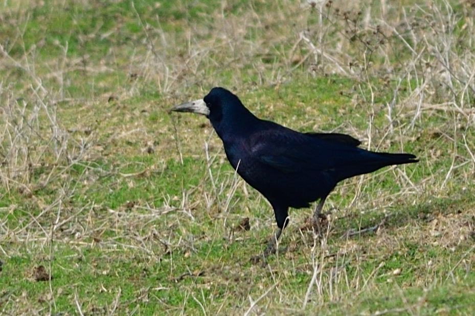 Ekin kargası