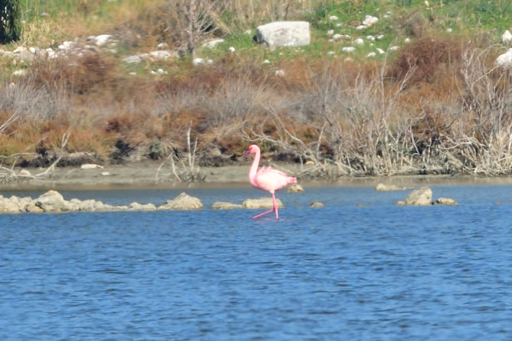 Küçük flamingo