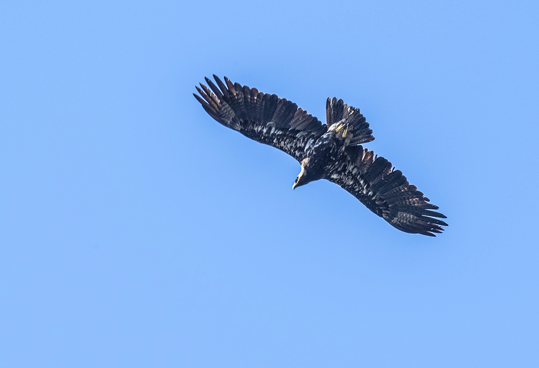 Şah kartal