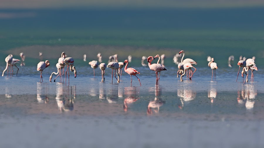 Küçük flamingo