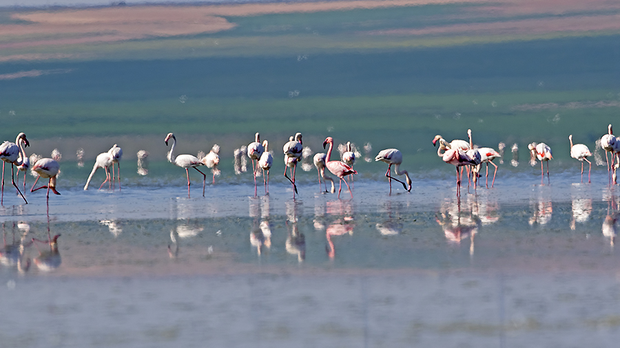 Küçük flamingo