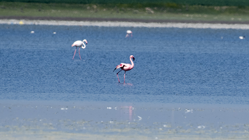 Küçük flamingo