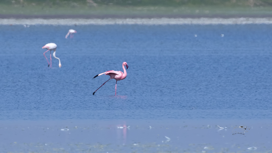 Küçük flamingo