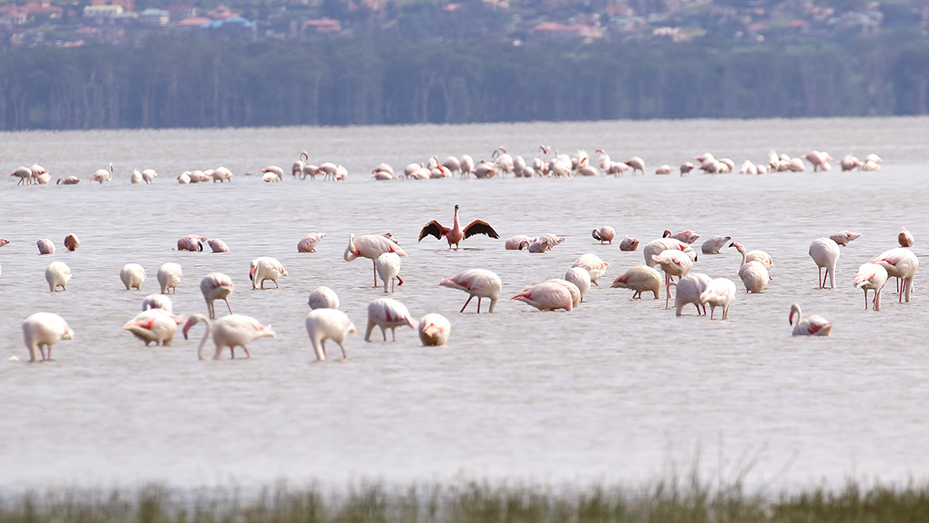 Küçük flamingo