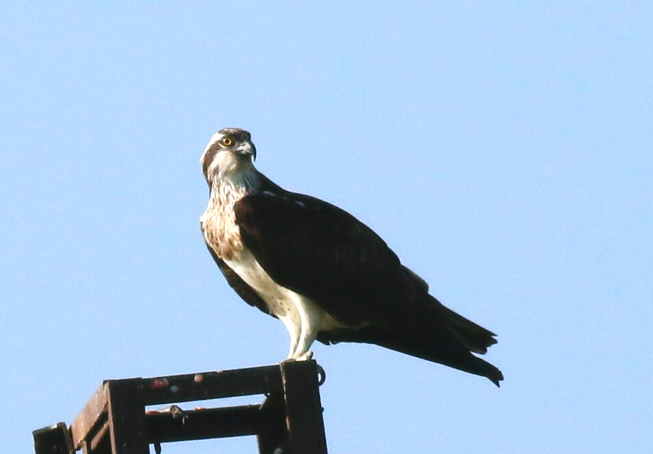 Balık kartalı