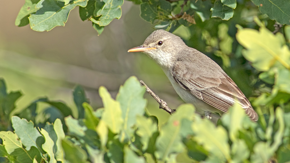 Zeytin mukallidi