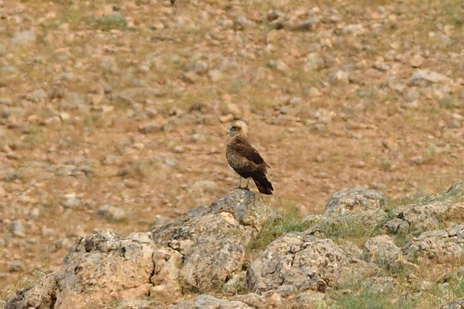 Yılan kartalı