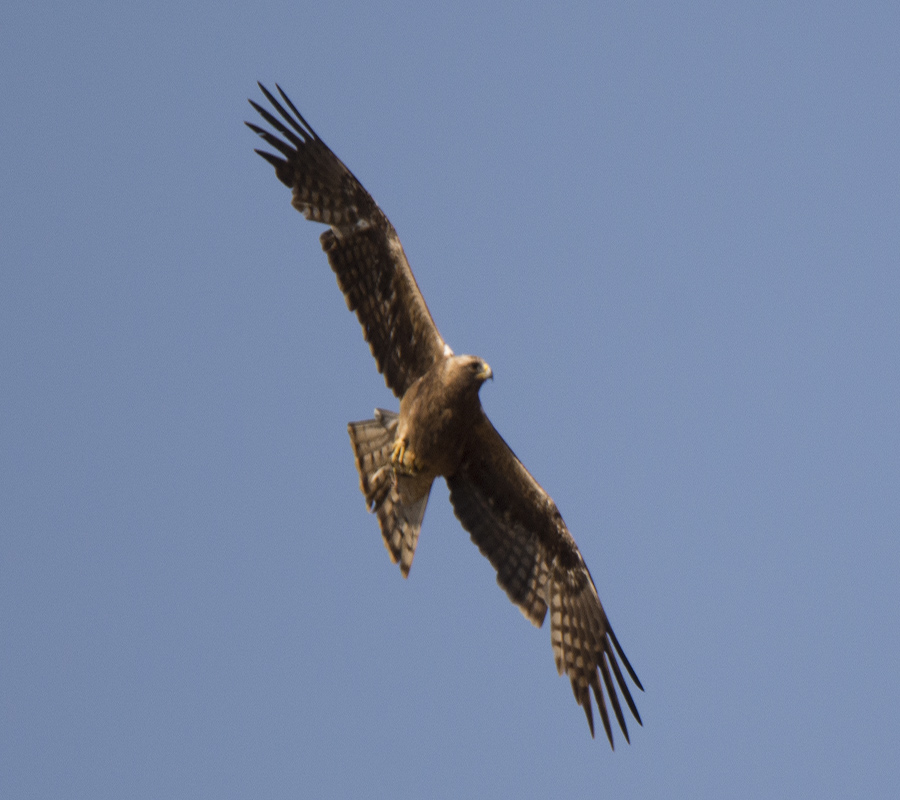 Küçük kartal