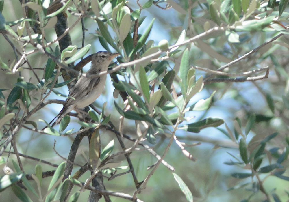 Zeytin mukallidi