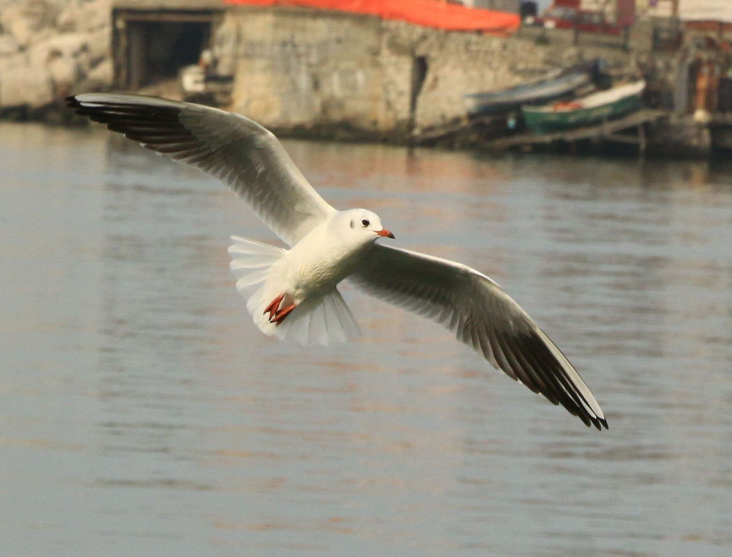 Karabaş martı