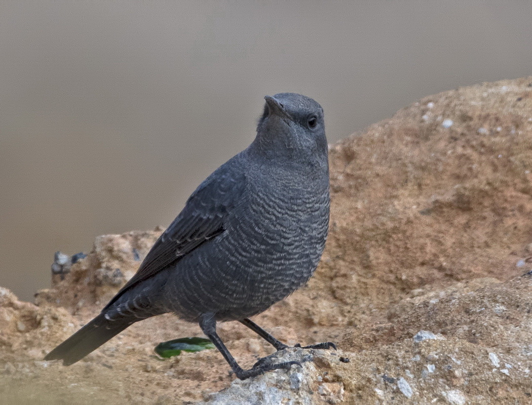 Gökardıç