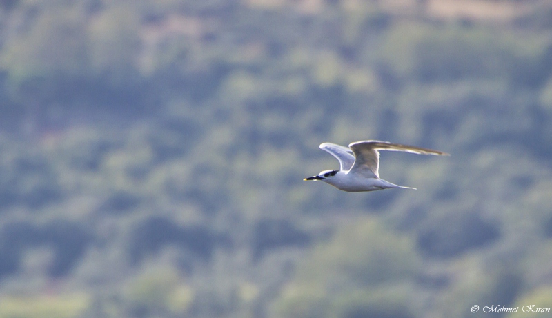 Karagagalı sumru