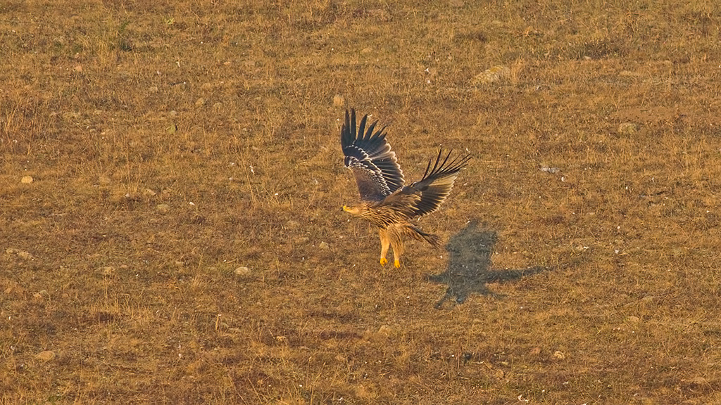 Şah kartal