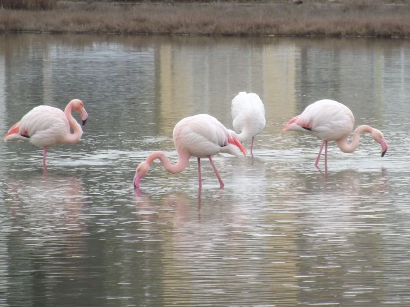 Flamingo