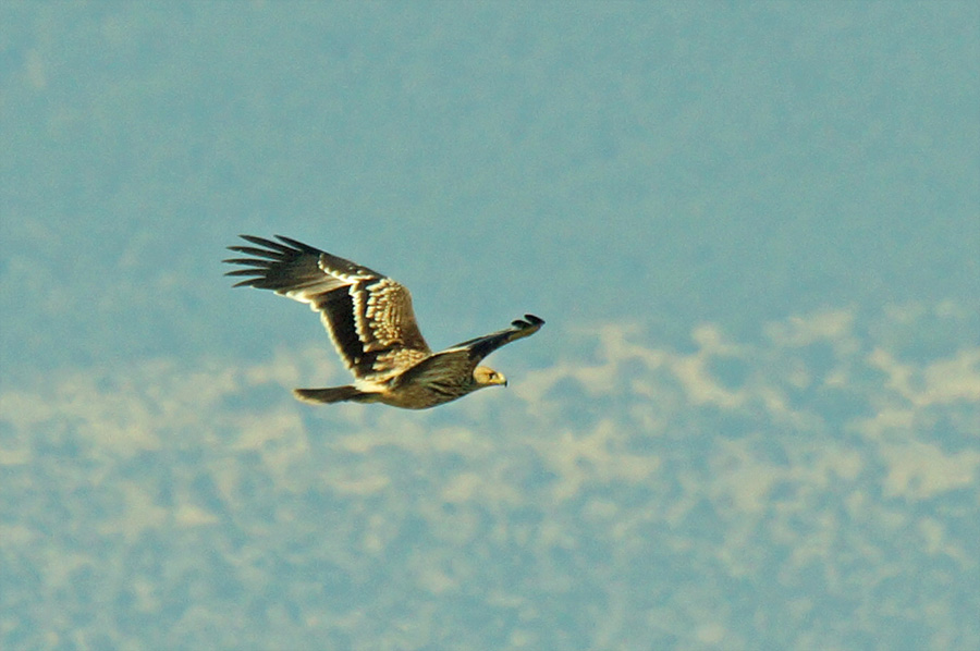 Şah kartal