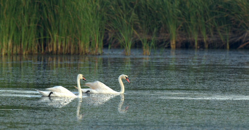 Kuğu